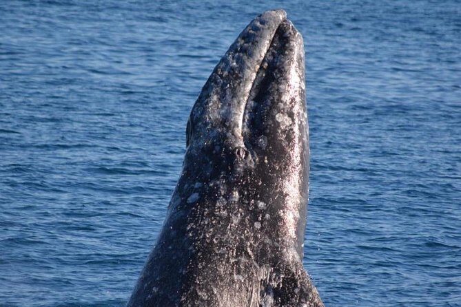 West Harbor LA Whale and Dolphin Watching Cruise - Frequently Asked Questions