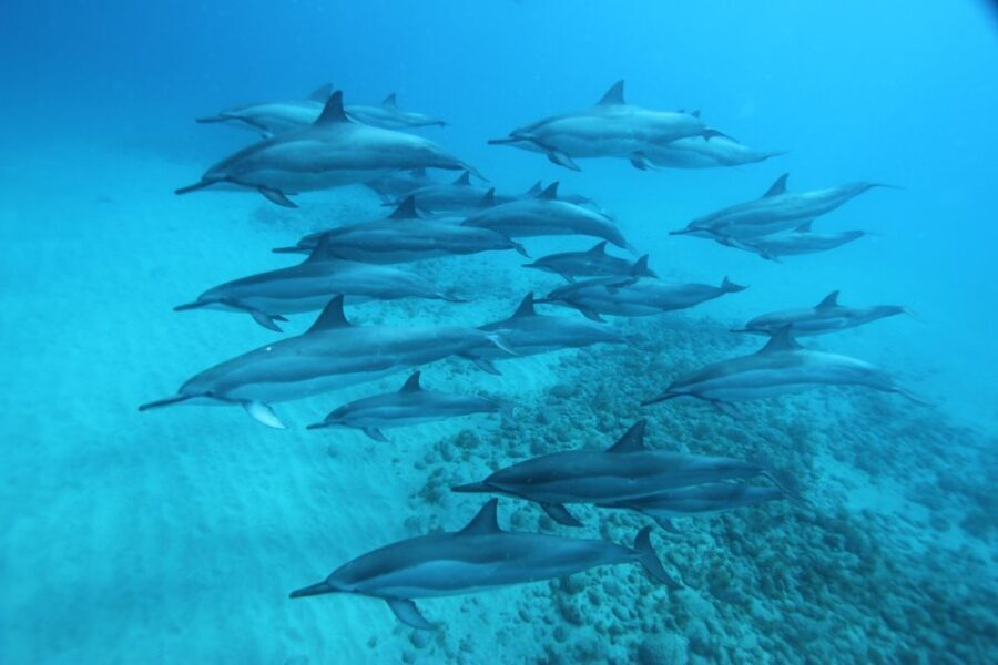 West O'ahu: Swim with Dolphins Catamaran Cruise - What Travelers Should Know Before Booking