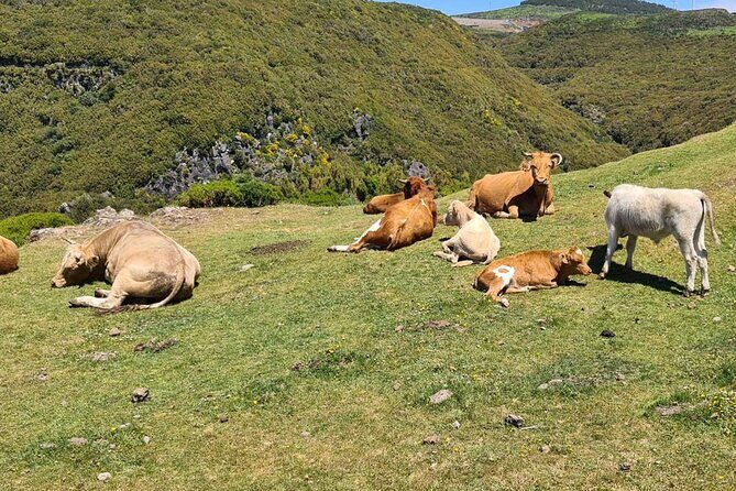 West of Madeira Private Half-Day Tour - The Practicalities and Experience