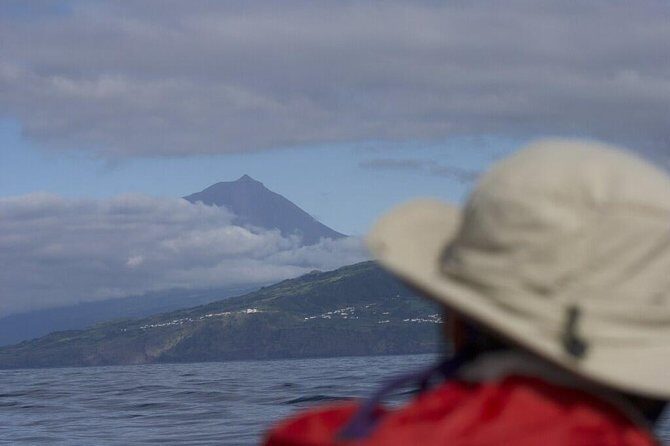 Whale and dolphin watching in Pico Island - Who Is This Tour Best For?
