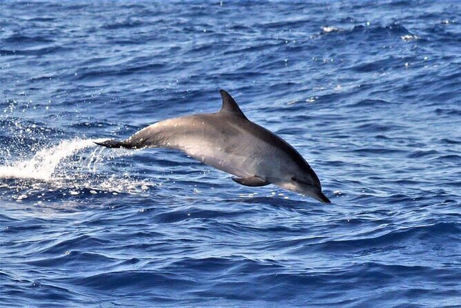 Whale & Dolphin Watching in Madeira - FAQ