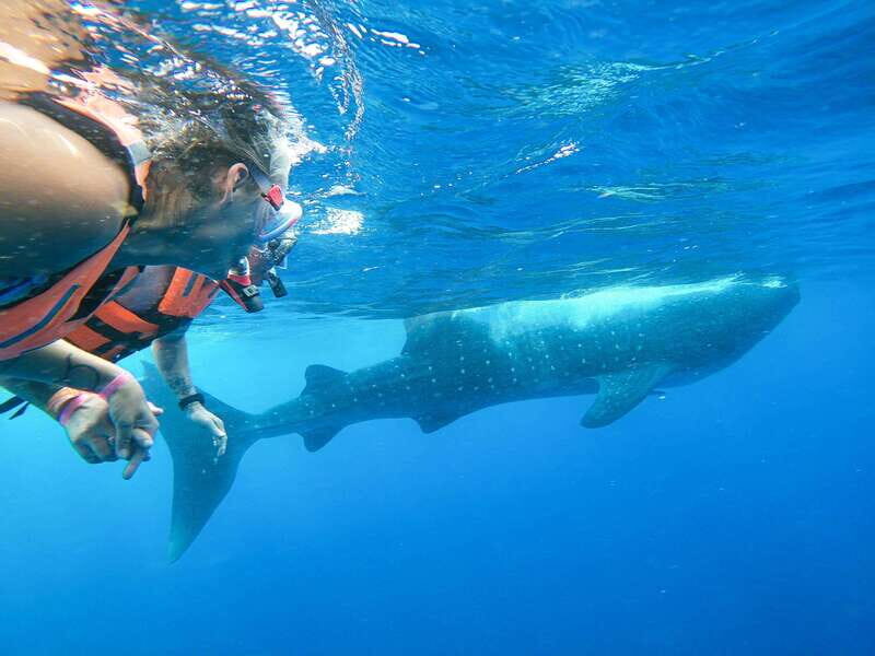 Whale Shark Adventure from Isla Mujeres - The Breakdown: What to Expect on the Day