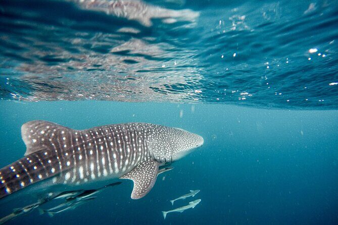 Whale Shark Adventure with a Marine Biologist - The Sum Up