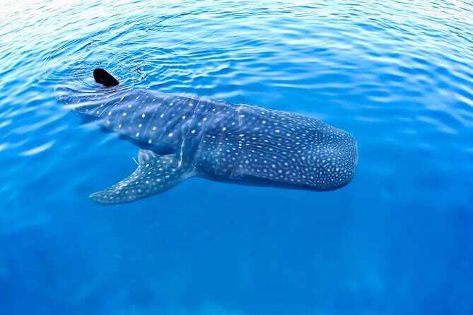 Whale Shark Encounter Experience in Cancun (Snack Lunch included) - The Realities of Wildlife Tours