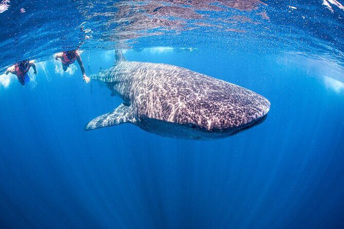 Whale shark Experience in the Caribbean Sea from Playa del Carmen - Who Will Love This Tour?