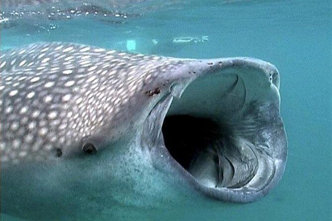 Whale Shark Group Adventure from Isla Holbox - What Makes This Tour Stand Out?
