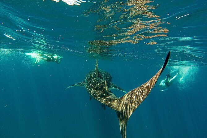 Whale Shark & Sea Lion Snorkeling Picnic at Espiritu Santo Island - Itinerary Breakdown