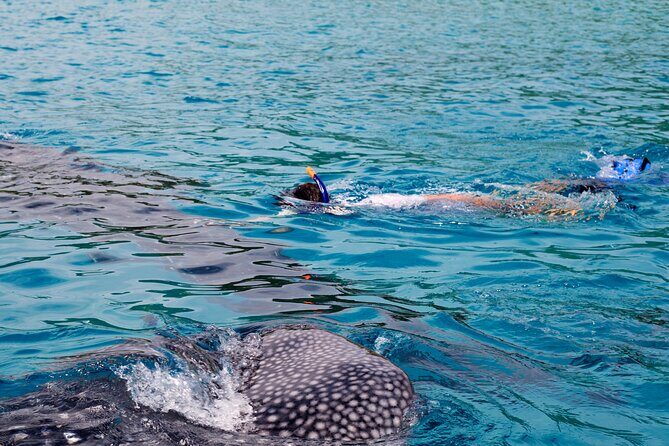 Whale Shark Snorkel Tour in Cancun (Snack Lunch included) - FAQ  
