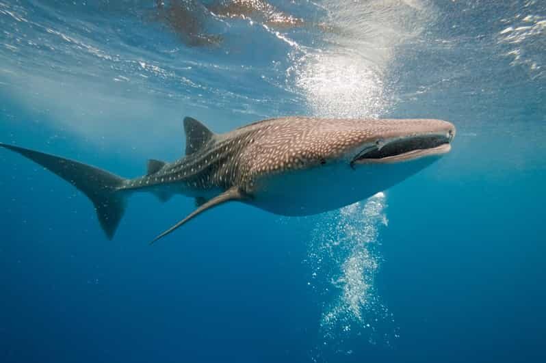 Whale Shark Snorkeling in La Paz, BCS. - Who Will Love This Tour?