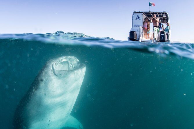 Whale Shark Swim Adventure in La Paz - Value and Pricing