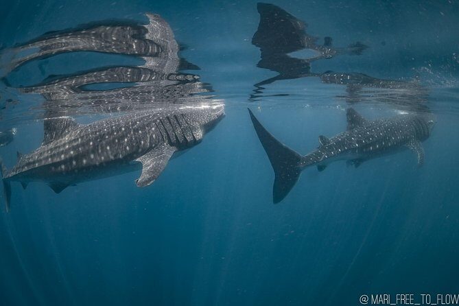 Whale Shark Swimming Adventure from Cancun & Riviera Maya - Seasonal June/Sept - The Experience Through the Eyes of Travelers