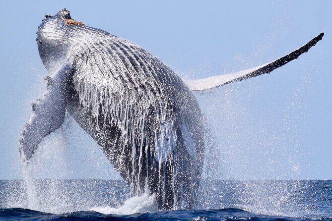 Whale Tour, Sail to Cabo San Lucas Arc + Food - The Experience from the Traveler’s Perspective