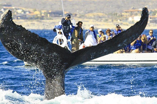 Whale Watching Cruise in Cabos San Lucas and Ground Transportation - What to Expect During the Tour