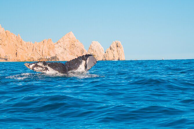 Whale Watching Experience in Cabo San Lucas 2 hours - Authentic Experiences and Real Feedback