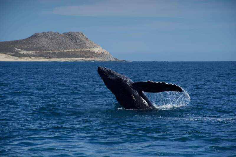 Whale Watching in San Jose del Cabo - Why This Tour Stands Out