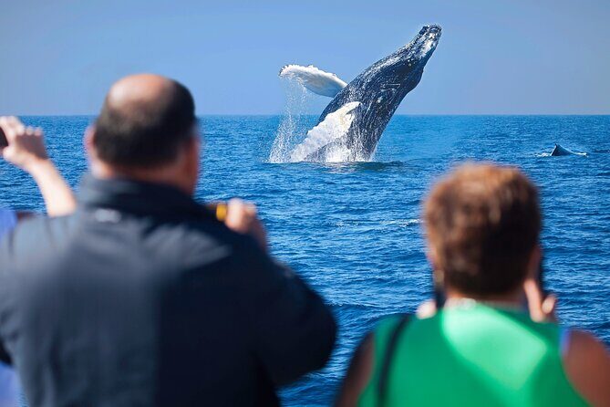 Whale Watching, Kraken Chase and Cabo Arch - FAQs