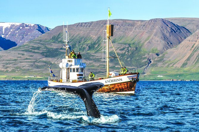 Whale Watching on board a Traditional Oak Boat from Árskógssandur - The Value of the Experience