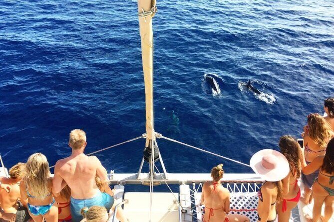 Whale Watching Sail in Honolulu with Open Bar - Authentic Experiences and Traveler Feedback