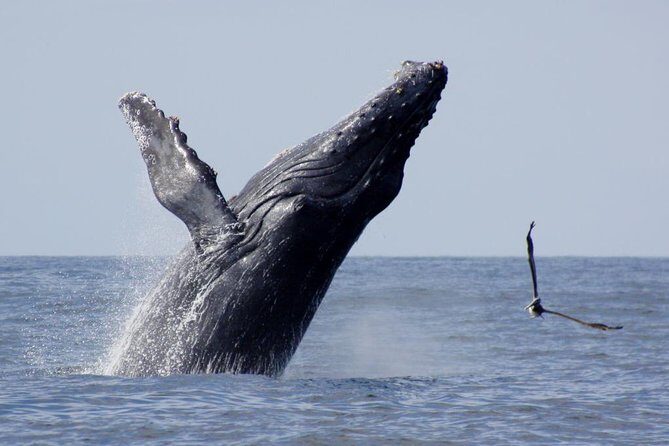 Whale Watching The Best Of Puerto Vallarta - The Experience and Its Worth
