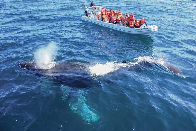 Whale Watching, The Famous Arch and Fast Boat Tour in Los Cabos - Final Thoughts: Is It Worth It?