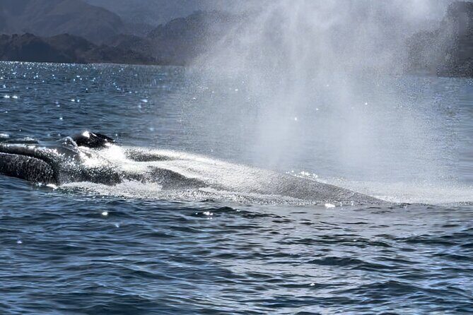 Whale Watching Tour - Beach Break and Optional Activities