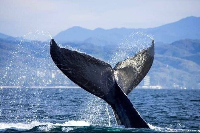 Whale Watching Tour in Puerto Vallarta - FAQ