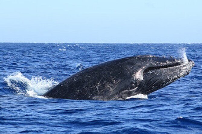 Whale Watching Warranty in San José del Cabo Snacks and drinks - Final Thoughts