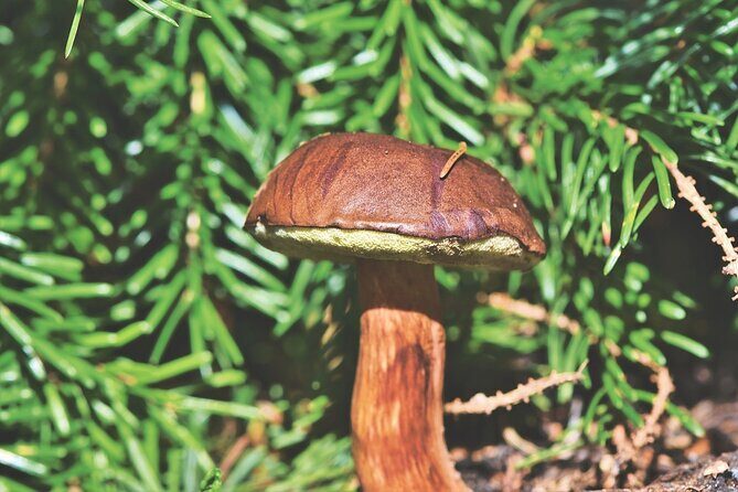 Wild Forest Berries and Mushrooms Picking Tour - Authentic Experiences and Genuine Value