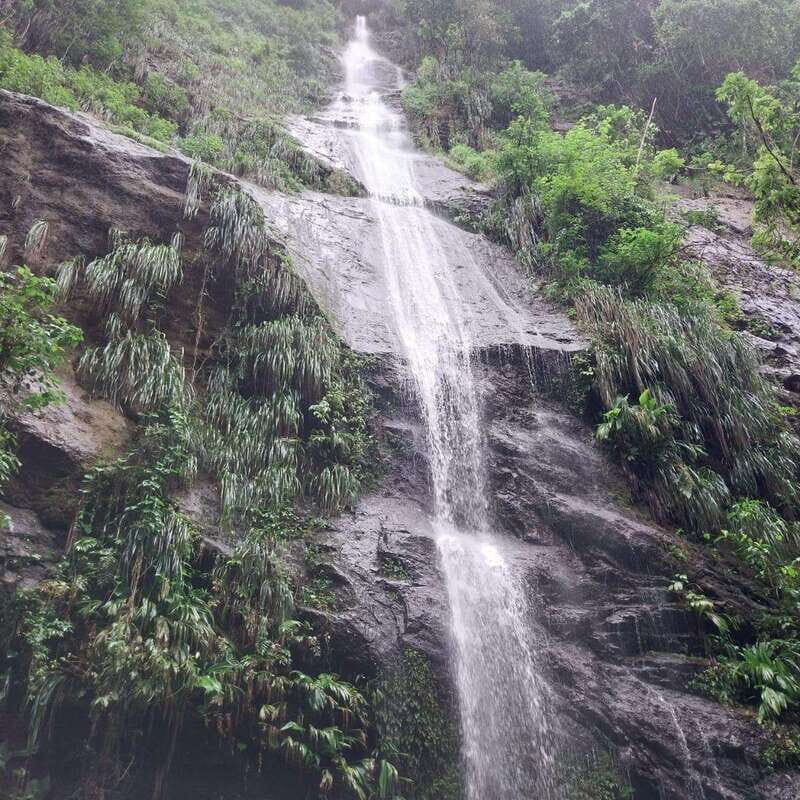 Wild Immersion : Hiking in the Heart of the Tropical Forest - What’s the Value?