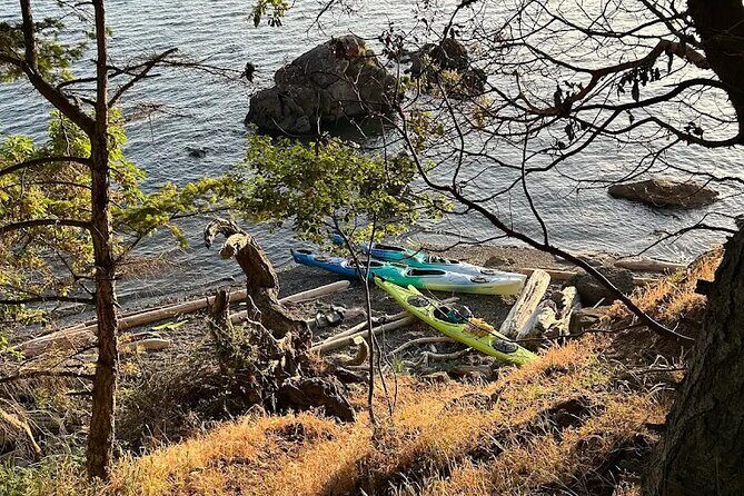 Wildlife Spotting Kayak Adventure on Orcas Island - Why This Tour Is a Good Choice