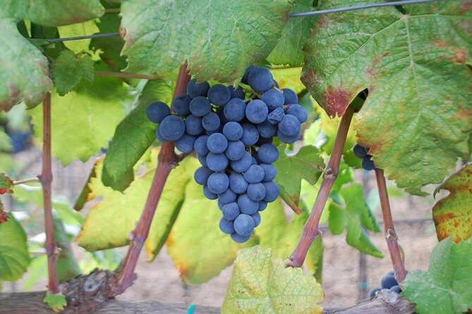 Wine and food tasting - Who Will Enjoy This Experience?