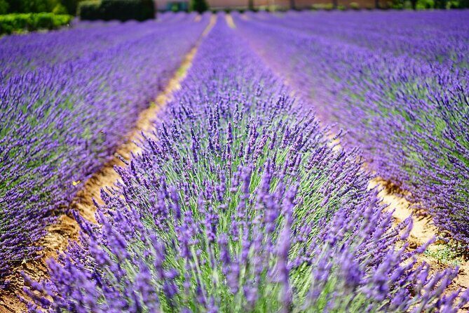Wine Tasting and lavender Farm Tours - An In-Depth Look at the Tour Itinerary