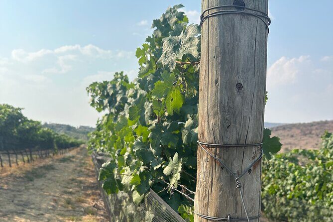 Wine Tasting experience in San Miguel de Allende - The Sum Up: Who Is This Tour Best For?