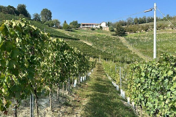 Wine Tour and tasting in the Monferrato - Premium - Who Should Consider This Tour?