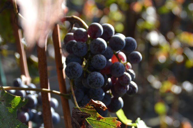 Wine Tour Experience for Family or friend's group - The Value for Your Money