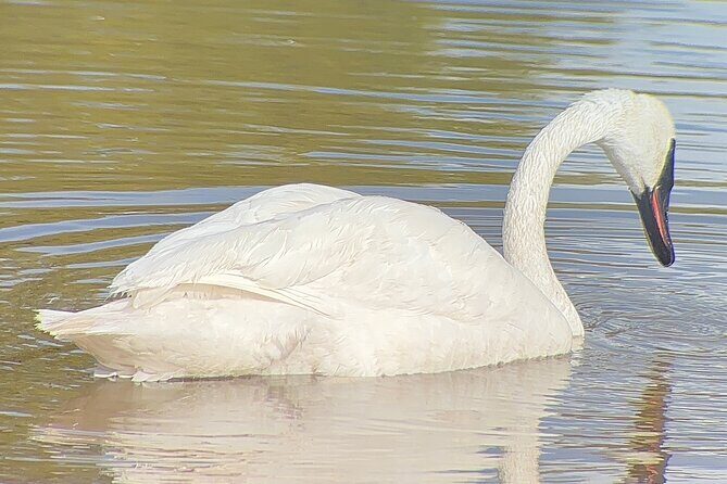Winter Wildlife Safari: Lamar Valley | Gardiner | PRIVATE + Lunch - Why This Tour Stands Out