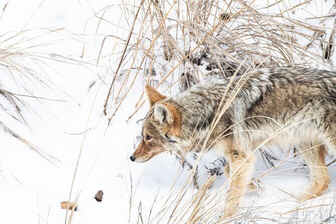 Winter Wildlife Watching Private Tour - The Real Experience: What Travelers Can Expect