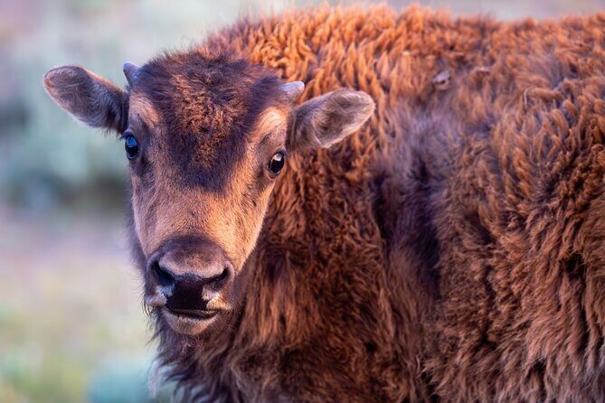 Yellowstone Day Adventure - What to Expect During Your Day