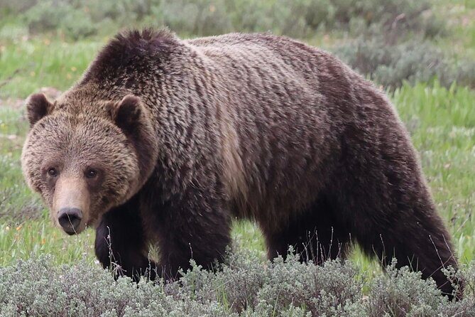 Yellowstone Full Day Tours - Transportation, Timing, and Group Dynamics