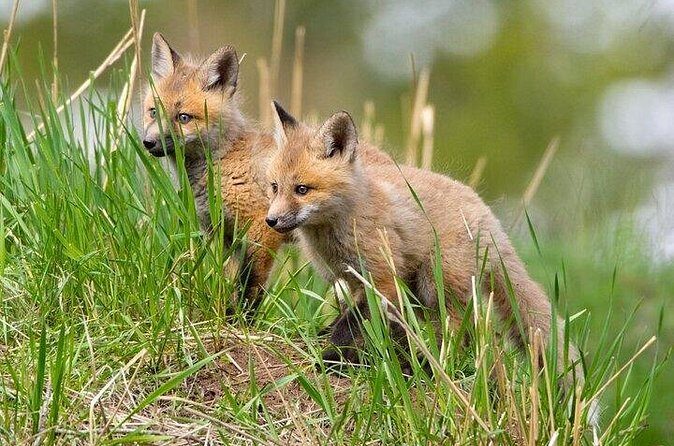 Yellowstone Through the Lens Photography Adventure - What Sets This Tour Apart