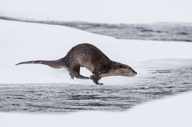 Yellowstone Winter Day Adventure - Why This Tour Stands Out
