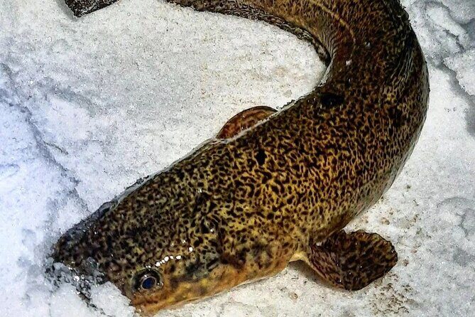 Yukon Icefishing and Aurora Viewing Combo Trip - The Itinerary in Detail