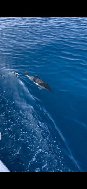 Zadar: Sveti Filip i Jakov Dolphin Watching Morning Tour - The Itinerary and What You’ll Experience