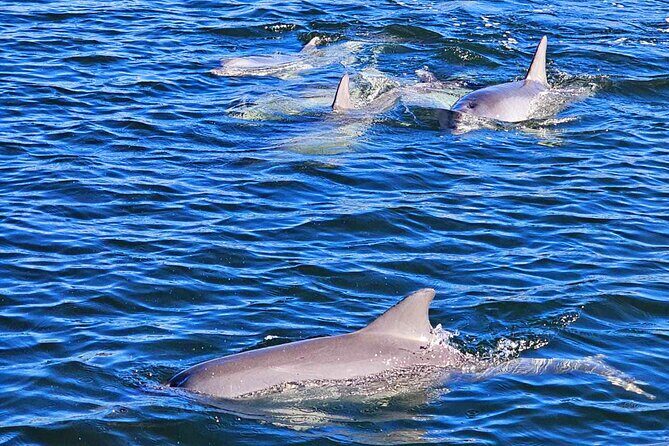 2-Hour Dolphin and Maritime Cruise in Port Adelaide - Why This Tour Offers Real Value