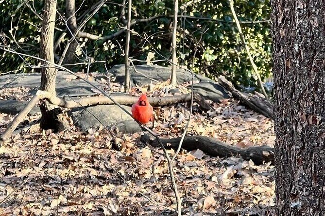 8 stops Central Park Pedicab Tour Customizable Landmarks - What You Get for Your Money
