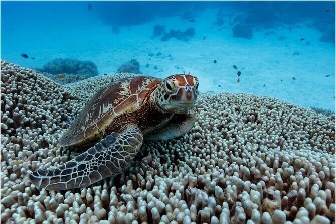 A Cook Islands Turtle Tour - small groups, premium experience - Final Thoughts