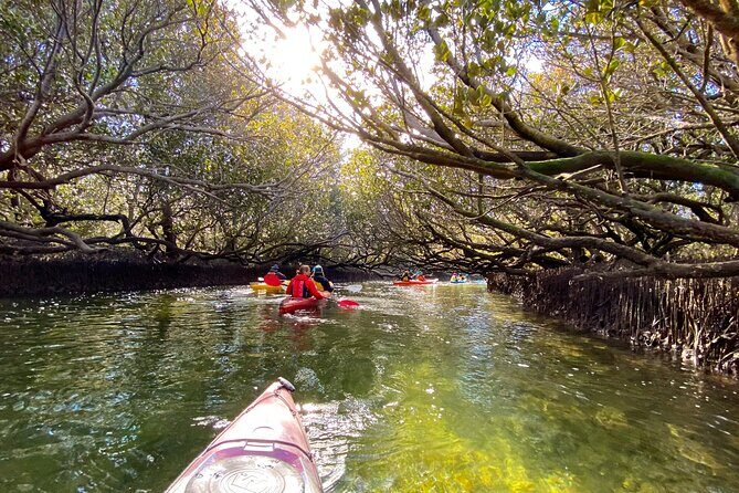 Adelaide Dolphin Sanctuary Mangroves Kayaking Tour - Authentic Experiences and Honest Feedback