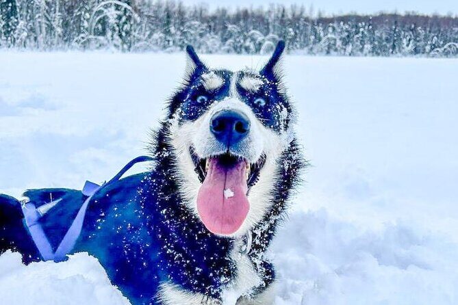 Adventure Awaits Dog Sledding on Stunning Alaskan Trails - FAQ