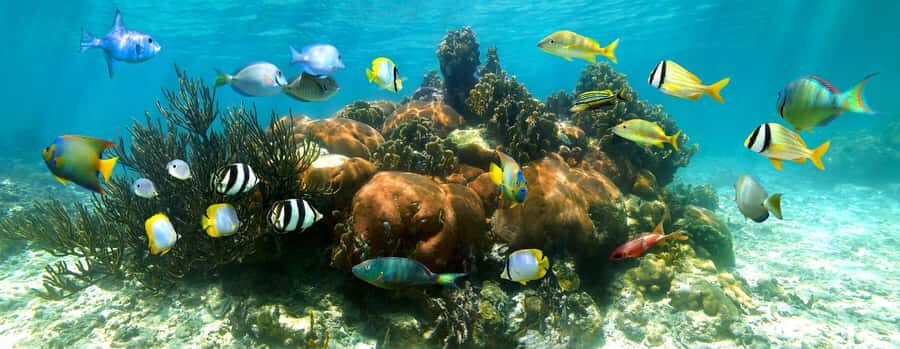 Akumal Reef & Turtle Swim - The Guided Tour at Akumal