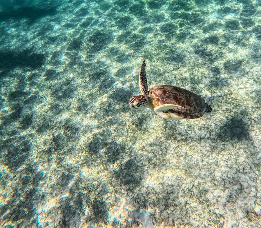 Akumal: Sea Turtles Snorkeling Tour with Park Entry Fee - Park Facilities and Comfort